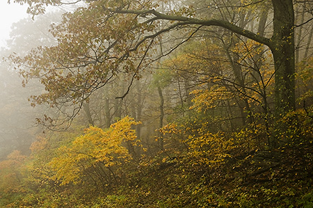 Foggy Fall Morning on Skyline Drive, Shenandoah National Park, VA